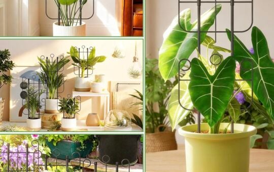 plant trellis
