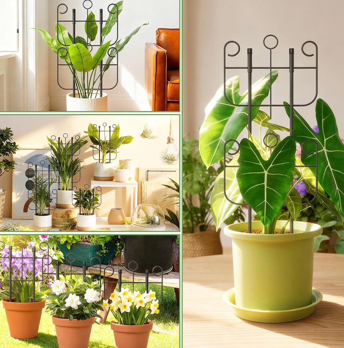 plant trellis plant trellis