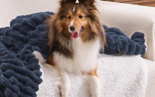 sherpa throw blanket