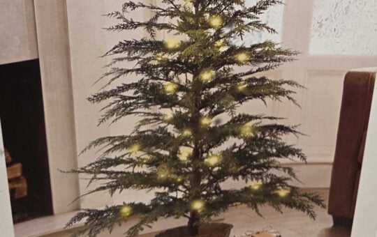 Aldi Cypress Tree