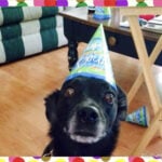 Dog Birthday 1