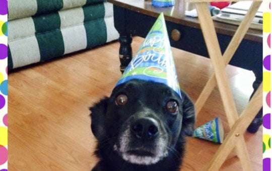 Dog Birthday 1