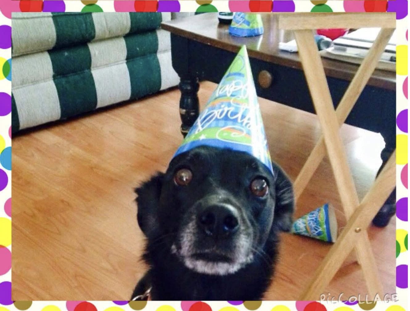 Dog Birthday 1 Dog Birthday 1