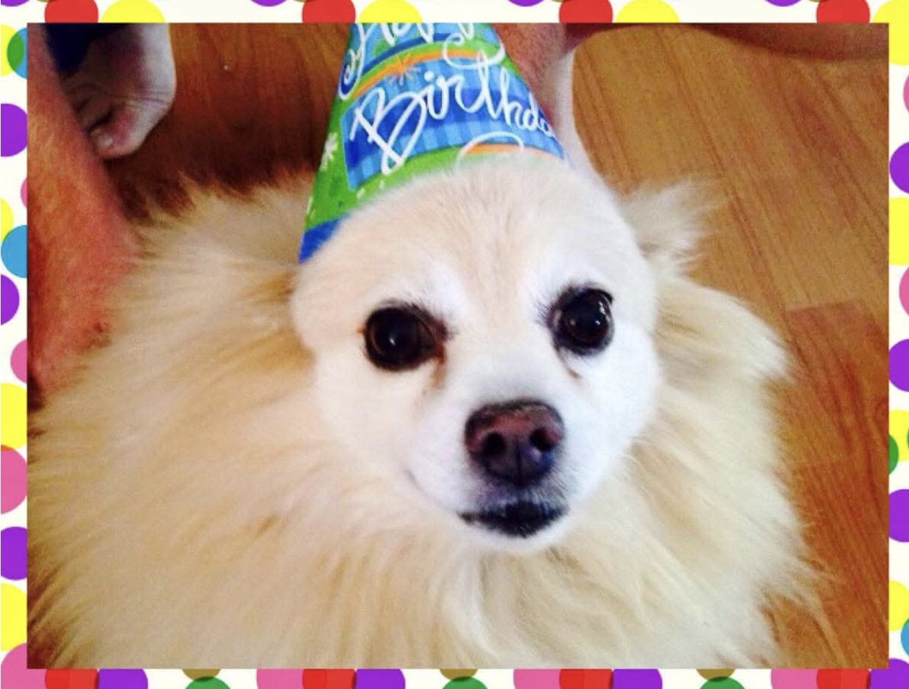 Dog Birthday 2 Dog Birthday 2