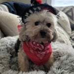 Jessica Dog Costume