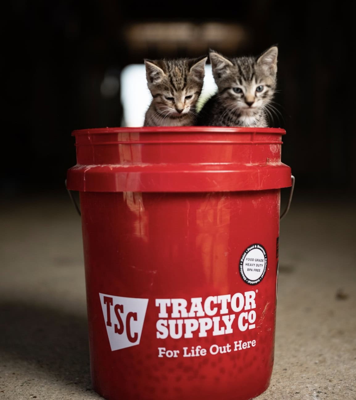Tractor Supply Co Bucket from their Instagram