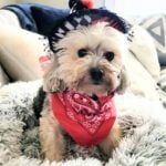 blue in costume