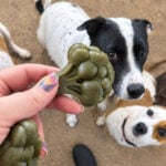 dental dog treats