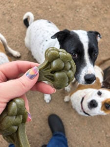 dental dog treats
