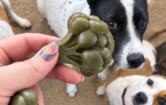 dental dog treats