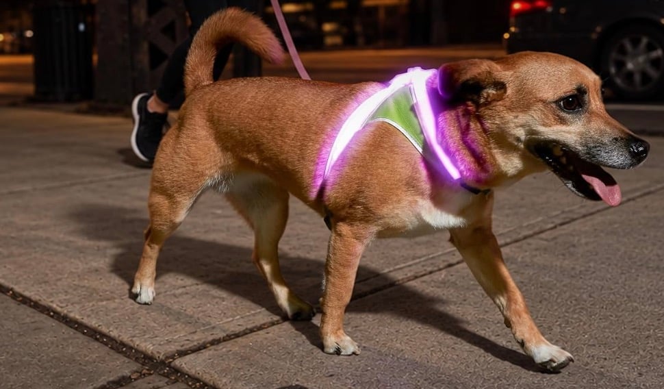 noxgear light up harness for dogs